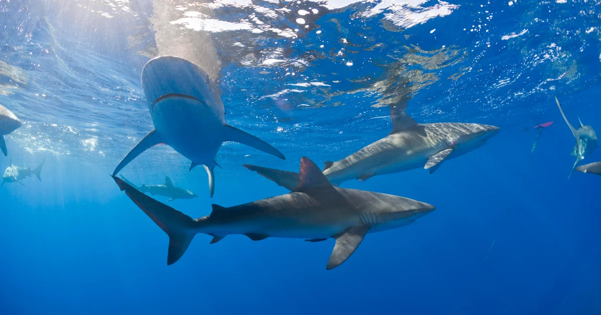 Sharks in the Bahamas Test Positive for Drugs