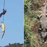 South African Police Rescue Giant Crocodile Linked to Missing Person