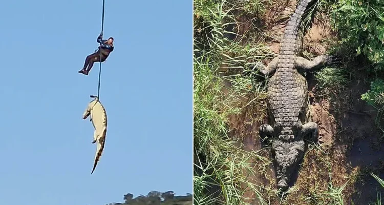 South African Police Rescue Giant Crocodile Linked to Missing Person