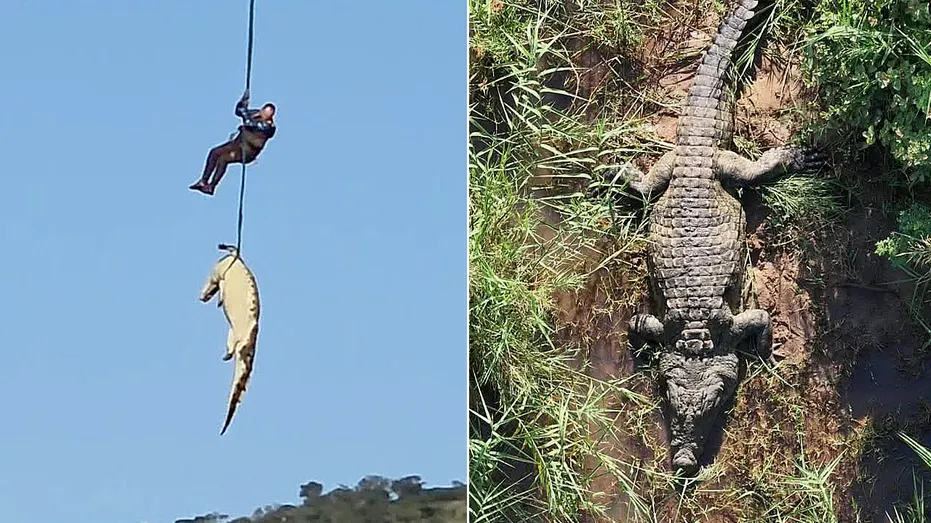 South African Police Rescue Giant Crocodile Linked to Missing Person