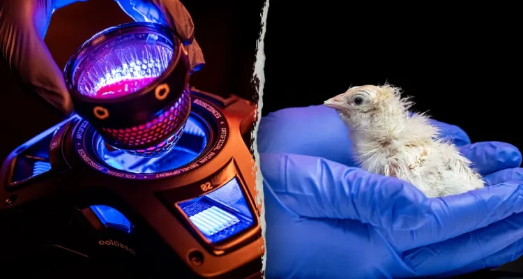 Texas company hatches live chicks from artificial eggs in breakthrough that could revive the dodo: report