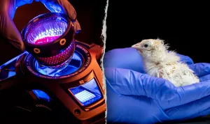 texas-company-revives-dodo-prospects-with-live-chicks-from-artificial-eggs-32289 Texas Company Revives Dodo Prospects with Live Chicks from Artificial Eggs