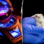 Texas Company Revives Dodo Prospects with Live Chicks from Artificial Eggs