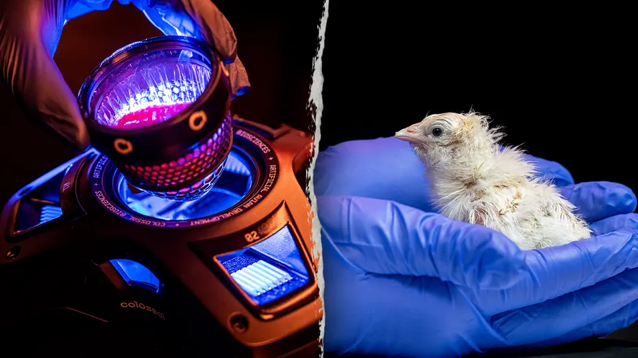 Texas Company Revives Dodo Prospects with Live Chicks from Artificial Eggs