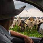 The Persistent Force Behind High Beef Prices and Its Long-Term Impact