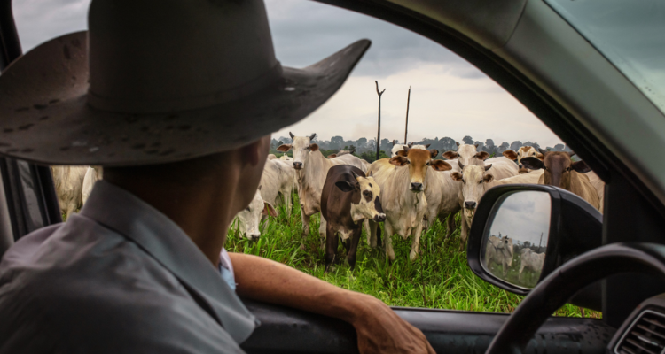 The Persistent Force Behind High Beef Prices and Its Long-Term Impact