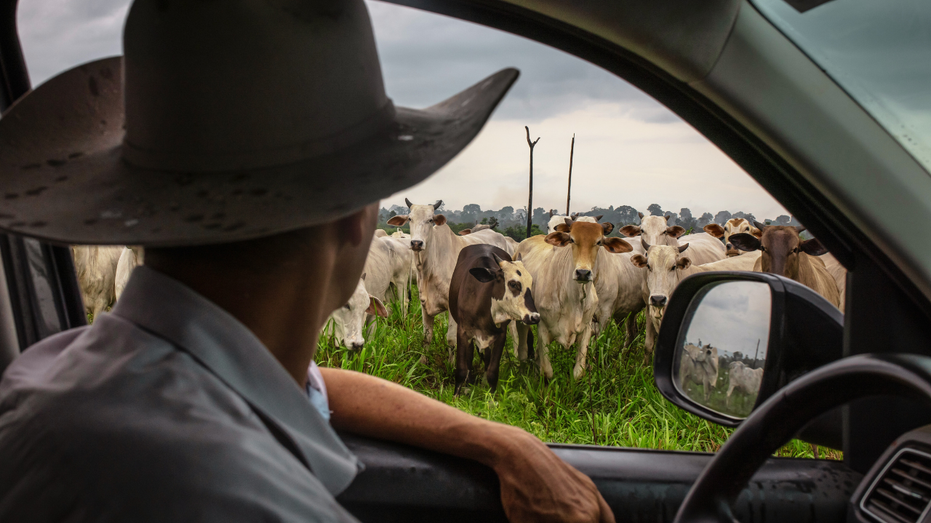 The Persistent Force Behind High Beef Prices and Its Long-Term Impact