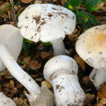 Three Injured in Napa County Amidst California's Deadly Wild Mushroom Outbreak