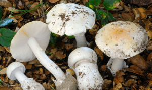Three Injured in Napa County Amidst California's Deadly Wild Mushroom Outbreak