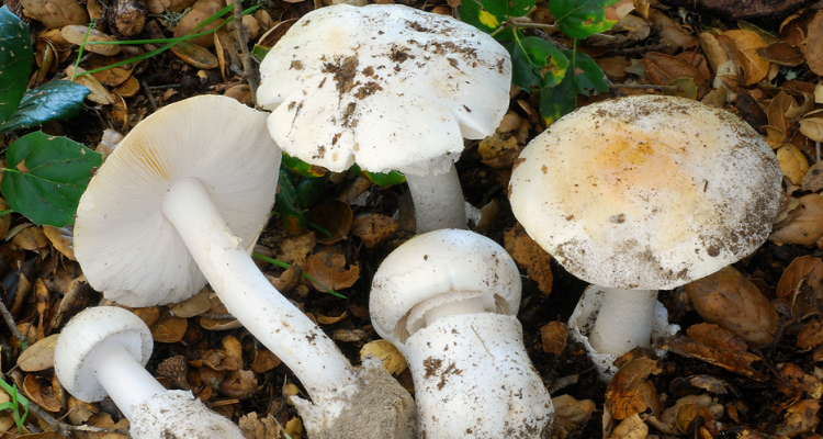 Three Injured in Napa County Amidst California's Deadly Wild Mushroom Outbreak