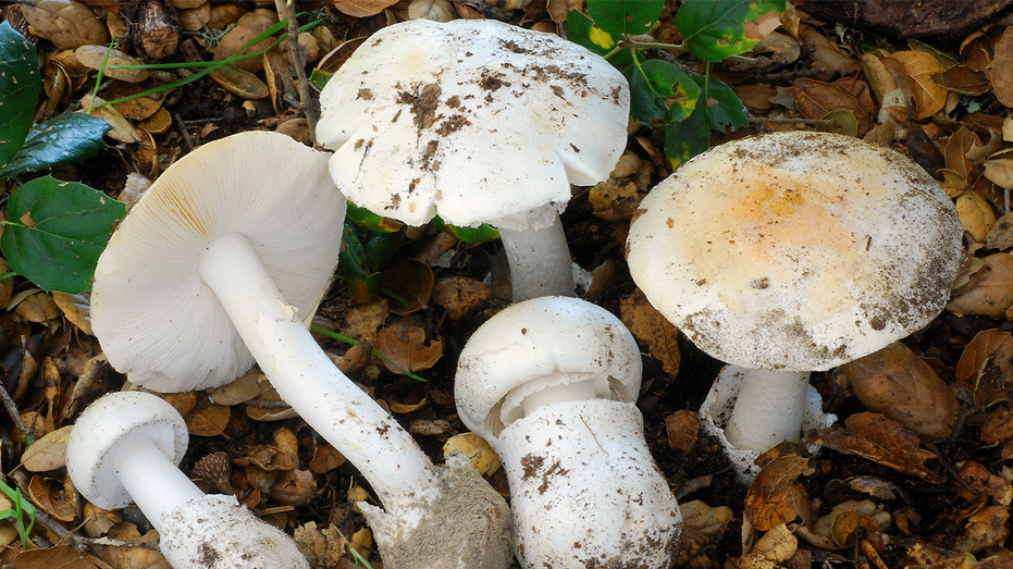 Three Injured in Napa County Amidst California's Deadly Wild Mushroom Outbreak