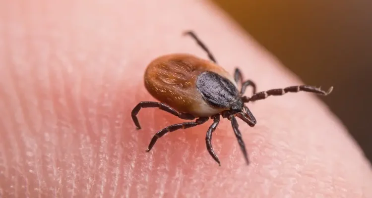 Tick Bite ER Visits Reach Multi-Year Seasonal High Amid Disease Surge Warnings