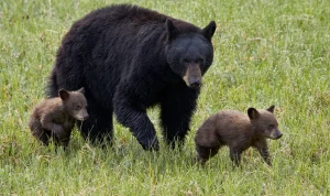 Two hikers hurt in Yellowstone bear encounter