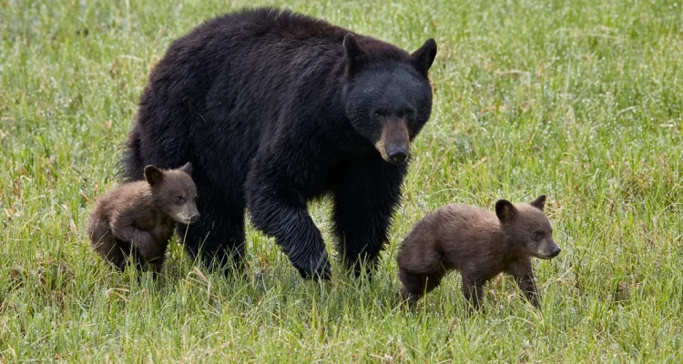 Two hikers hurt in Yellowstone bear encounter