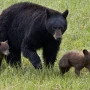 Two hikers hurt in Yellowstone bear encounter