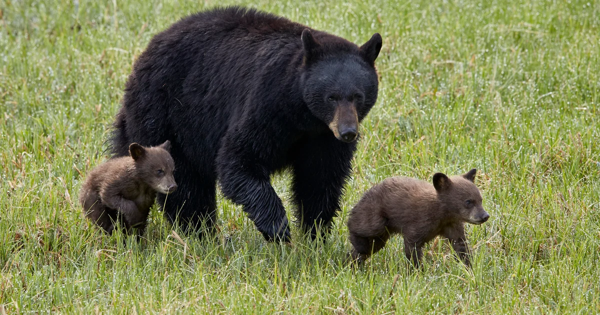 Two hikers hurt in Yellowstone bear encounter