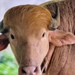 Albino Buffalo Nicknamed 'Donald Trump' Draws Crowds at Bangladesh's National Zoo