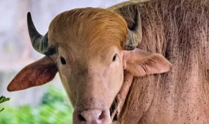Albino Buffalo Nicknamed 'Donald Trump' Draws Crowds at Bangladesh's National Zoo