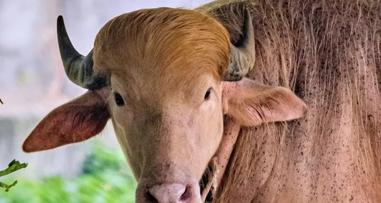 Albino Buffalo Nicknamed 'Donald Trump' Draws Crowds at Bangladesh's National Zoo