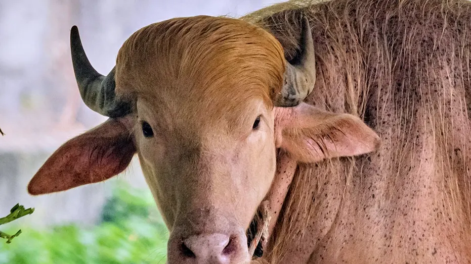Albino Buffalo Nicknamed 'Donald Trump' Draws Crowds at Bangladesh's National Zoo