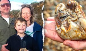 Boy stumbles on strange beach object identified as rare 1.8M-year-old fossil
