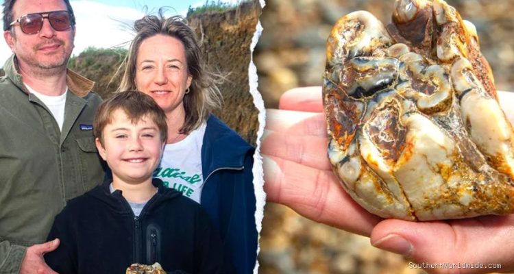 Boy stumbles on strange beach object identified as rare 1.8M-year-old fossil
