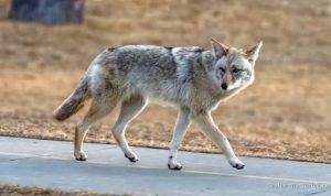 Deadly Fox Tapeworm Disease Found in West Coast Wildlife