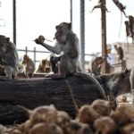Nearly 100 Monkeys Escape Enclosure, Invade Neighborhoods