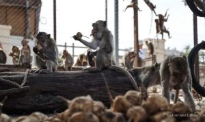 nearly-100-monkeys-escape-enclosure-invade-neighborhoods-27123 Nearly 100 Monkeys Escape Enclosure, Invade Neighborhoods