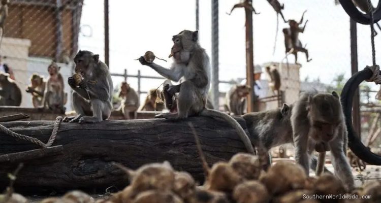 Nearly 100 Monkeys Escape Enclosure, Invade Neighborhoods