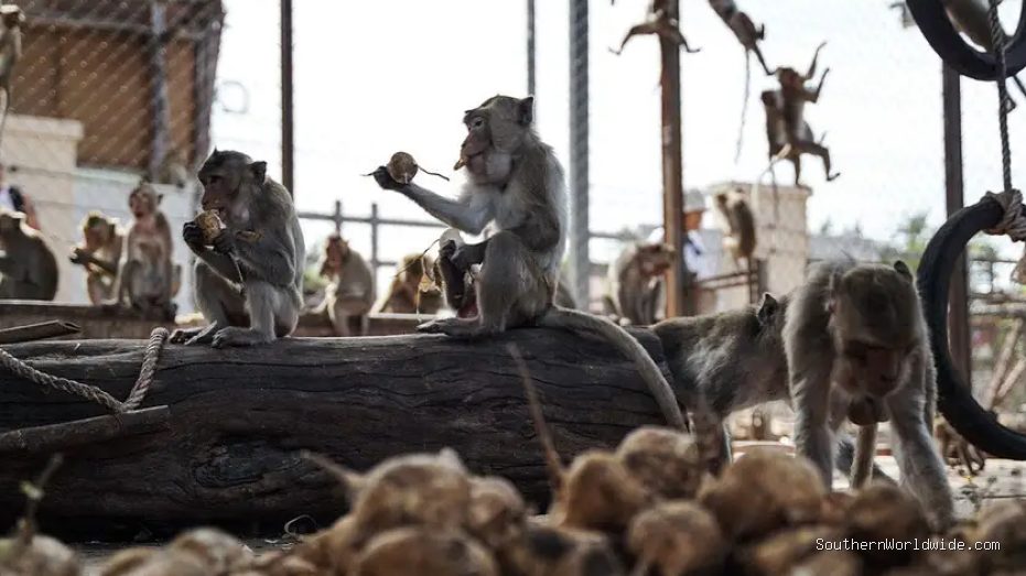 Nearly 100 Monkeys Escape Enclosure, Invade Neighborhoods