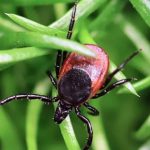 Rare Tick-Borne Virus Proves Deadly, US Cases Hit Record High