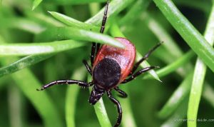 Rare Tick-Borne Virus Proves Deadly, US Cases Hit Record High
