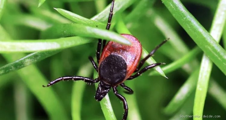 Rare Tick-Borne Virus Proves Deadly, US Cases Hit Record High