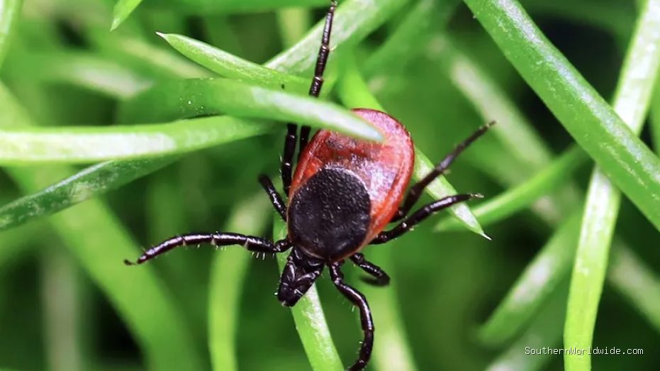 Rare Tick-Borne Virus Proves Deadly, US Cases Hit Record High