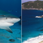 Spearfisherman Dies After Suspected Shark Attack, Third Fatal Incident In Under A Month