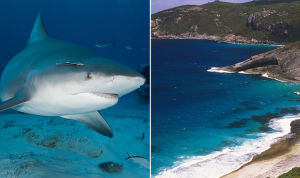 spearfisherman-dies-after-suspected-shark-attack-third-fatal-incident-in-under-a-54572 Spearfisherman Dies After Suspected Shark Attack, Third Fatal Incident In Under A Month