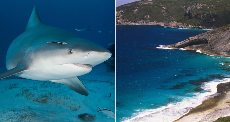 Spearfisherman Dies After Suspected Shark Attack, Third Fatal Incident In Under A Month