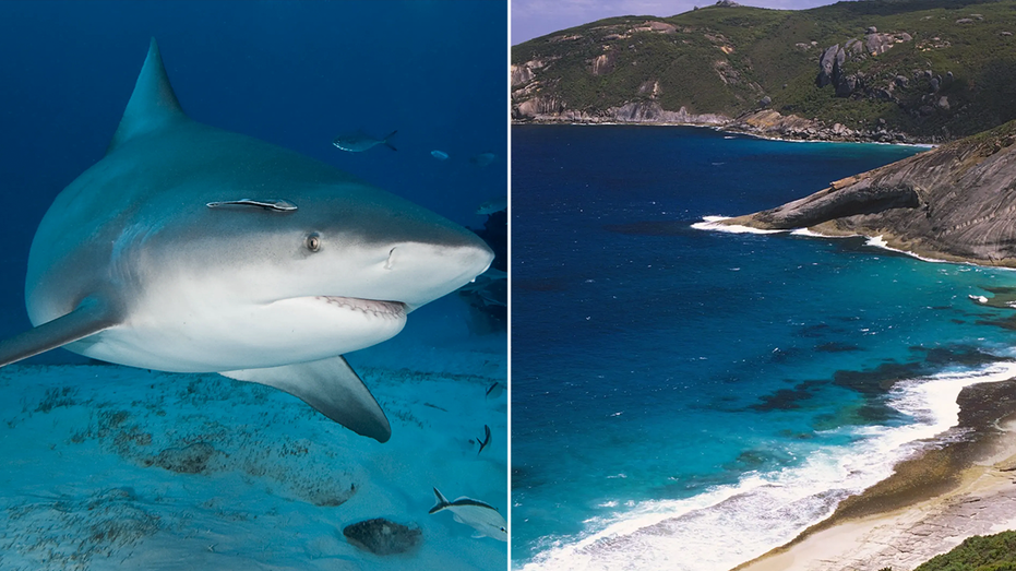 Spearfisherman Dies After Suspected Shark Attack, Third Fatal Incident In Under A Month