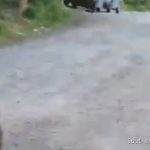 Woman Records Terrifying Bear Encounter During Dog Walk