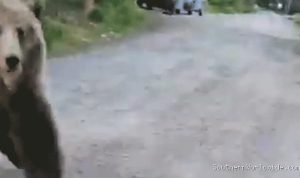 Woman Records Terrifying Bear Encounter During Dog Walk