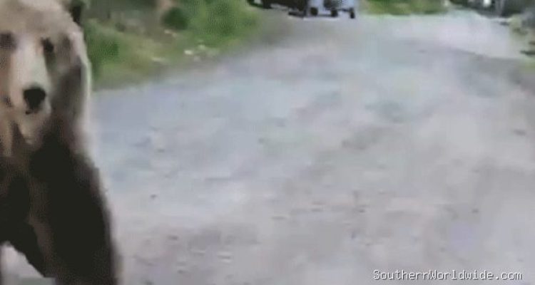 Woman Records Terrifying Bear Encounter During Dog Walk