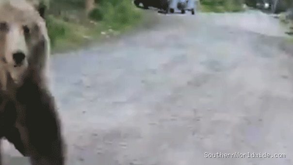 Woman Records Terrifying Bear Encounter During Dog Walk