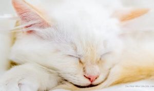 A kitten's journey home, aided by AI