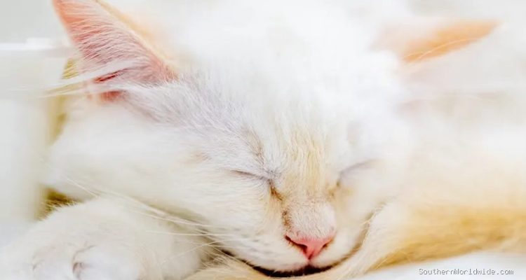 A kitten's journey home, aided by AI