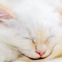 A kitten's journey home, aided by AI
