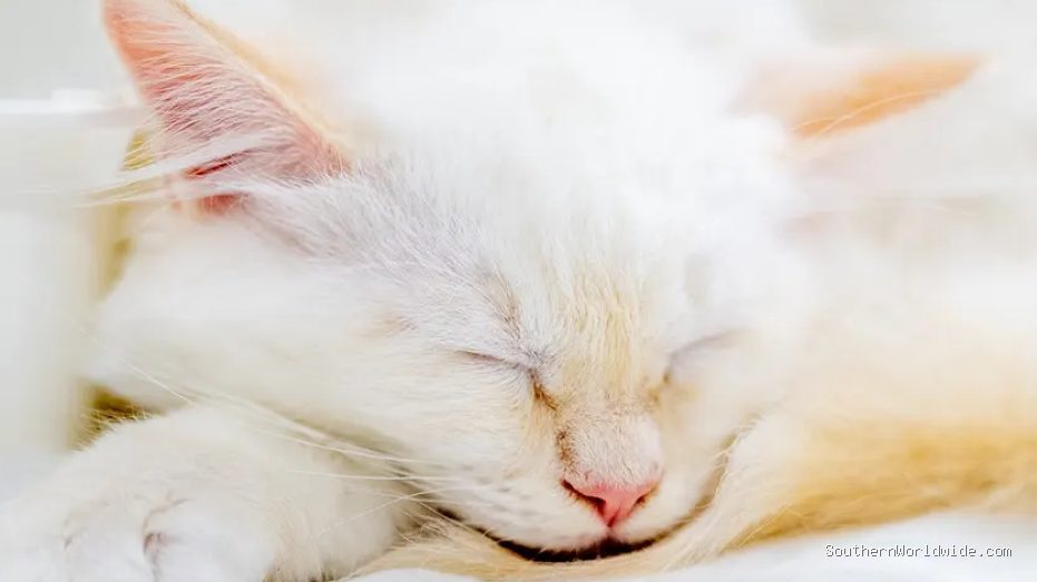 A kitten's journey home, aided by AI