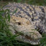 Horror as Couple Tries to Save Crocodile Attack Victim