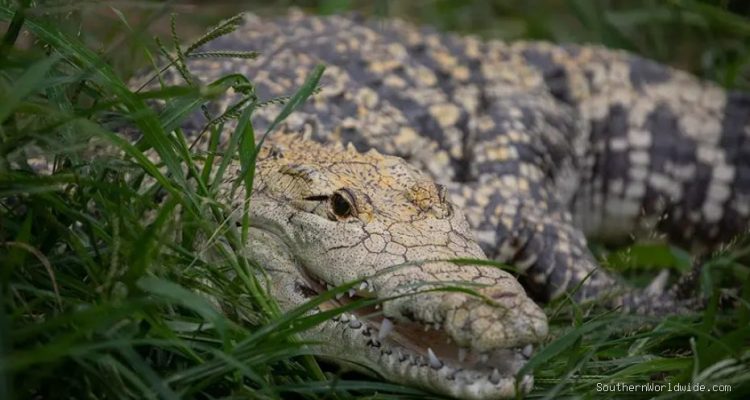 Horror as Couple Tries to Save Crocodile Attack Victim