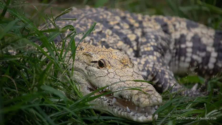 Horror as Couple Tries to Save Crocodile Attack Victim